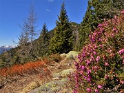 27 Erica in fiore sul Sentiero dei roccoli
